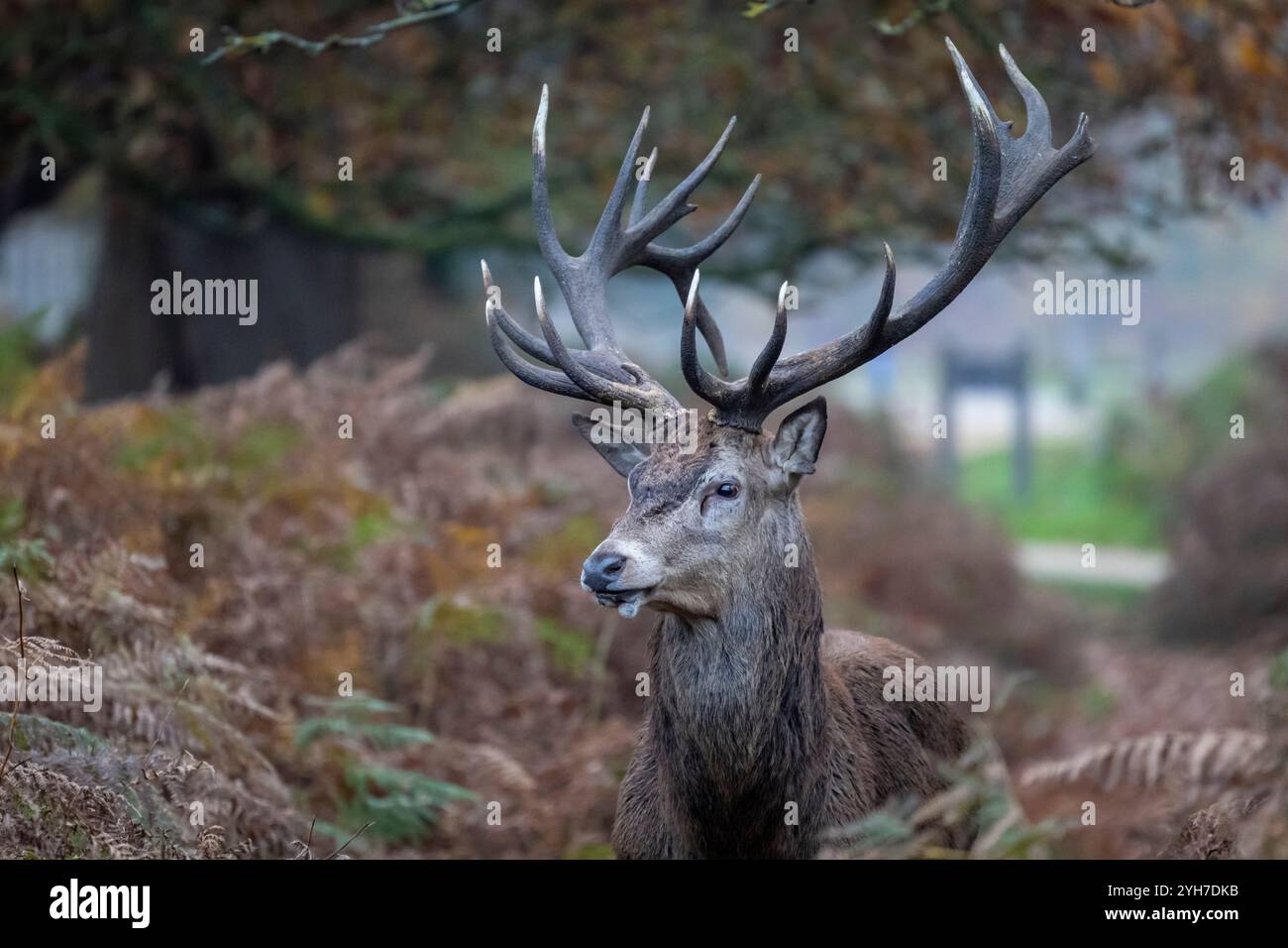 Londres, Royaume-Uni. 10 novembre 2024. Météo britannique – Un cerf rouge mâle (connu sous le nom de cerf) vu pendant la saison de rut dans Richmond Park. Les cerfs ont été initialement introduits dans le parc par le roi Charles 1 en 1637 et aujourd'hui, environ 630 cerfs rouges sauvages et en jachère errent librement autour de la forêt du parc. Les prévisions sont pour le temps exceptionnellement sombre de se dégager avec le soleil pour revenir la semaine prochaine. Credit : Stephen Chung / Alamy Live News Banque D'Images