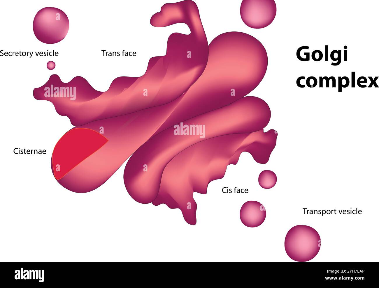 Appareil de Golgi Illustration de Vecteur