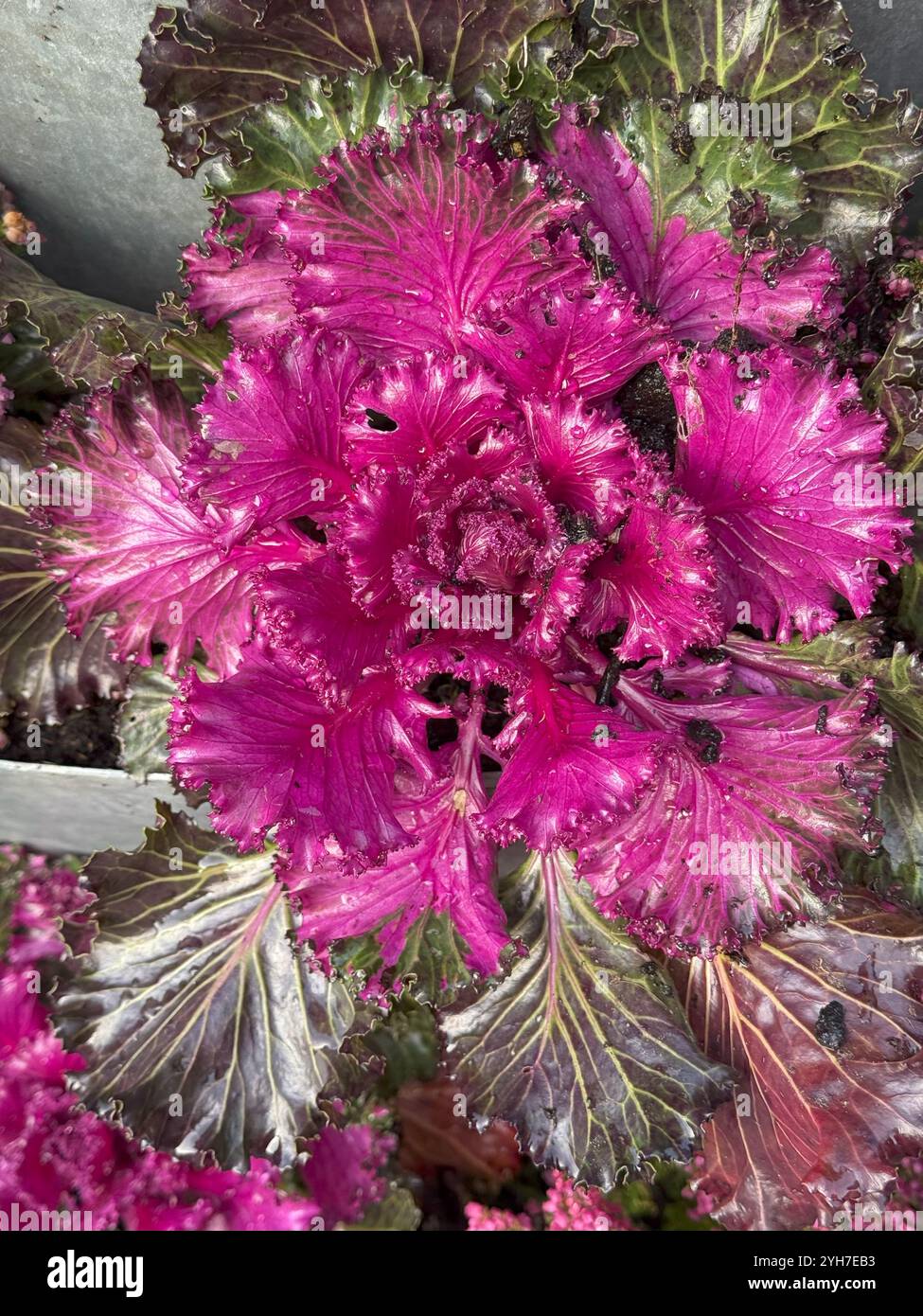 Chou ornemental violet et rose vibrant avec des feuilles texturées, ajoutant une couleur audacieuse et une beauté unique au jardin. Banque D'Images