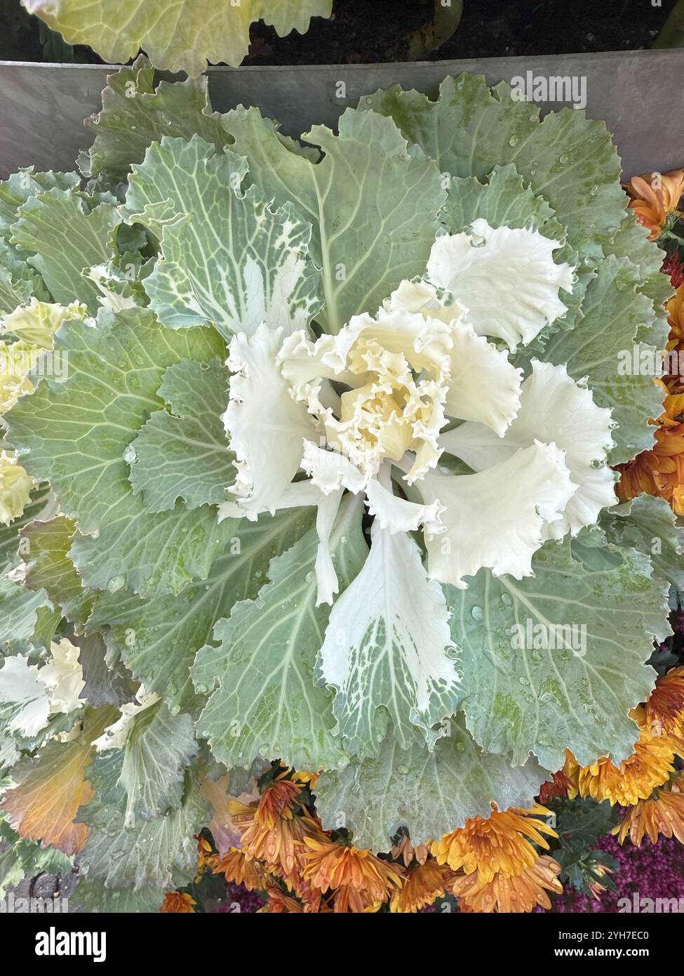 Élégant chou décoratif Brassica oleracea Osaka 'blanc' avec des couches de feuilles blanches et vertes, ajoutant texture et contraste à n'importe quelle scène de jardin. Banque D'Images