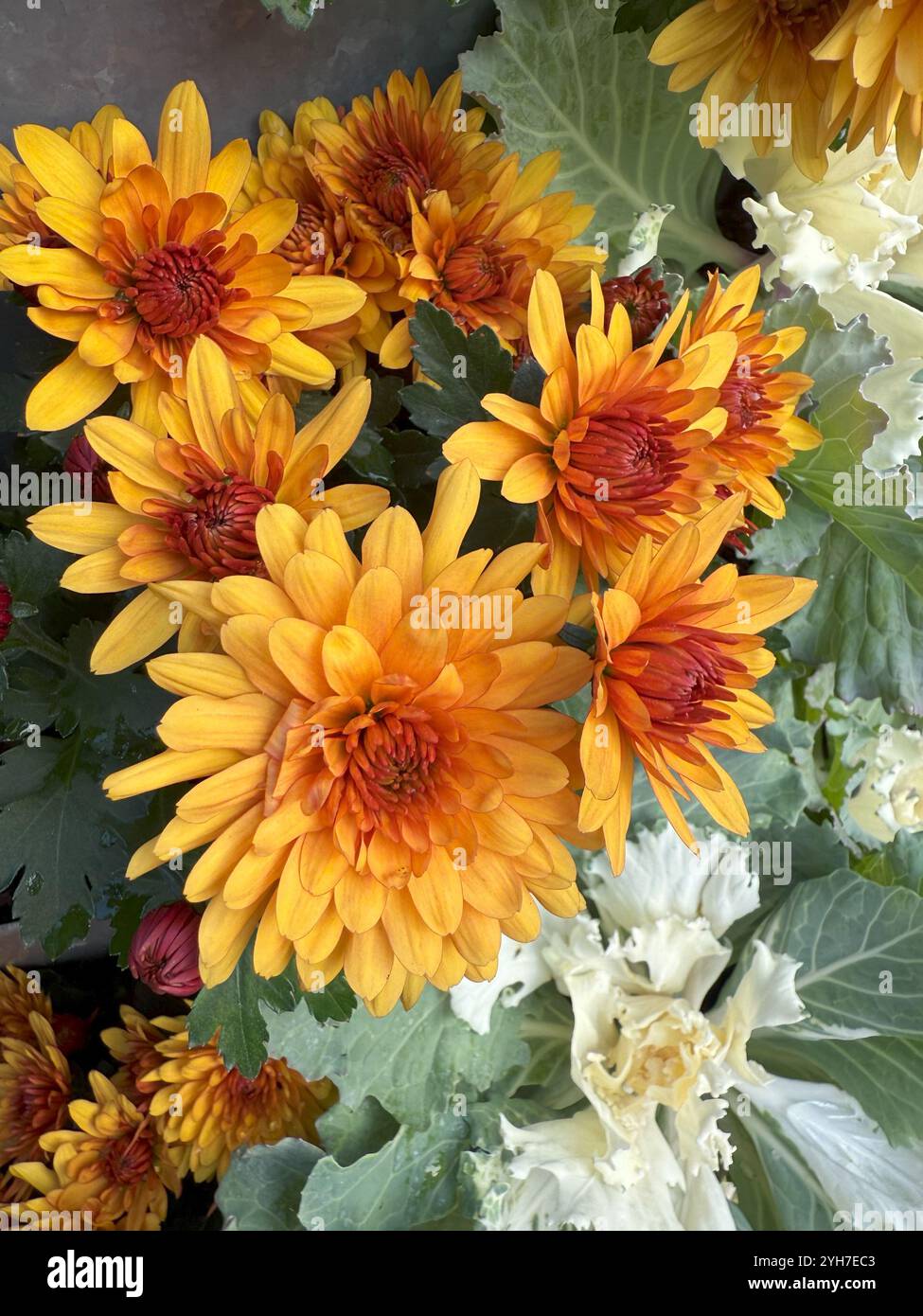 Le chrysanthème orange vif fleurit, ajoutant charme et chaleur avec leurs pétales rayonnants et pleins dans les jardins d'automne. Banque D'Images