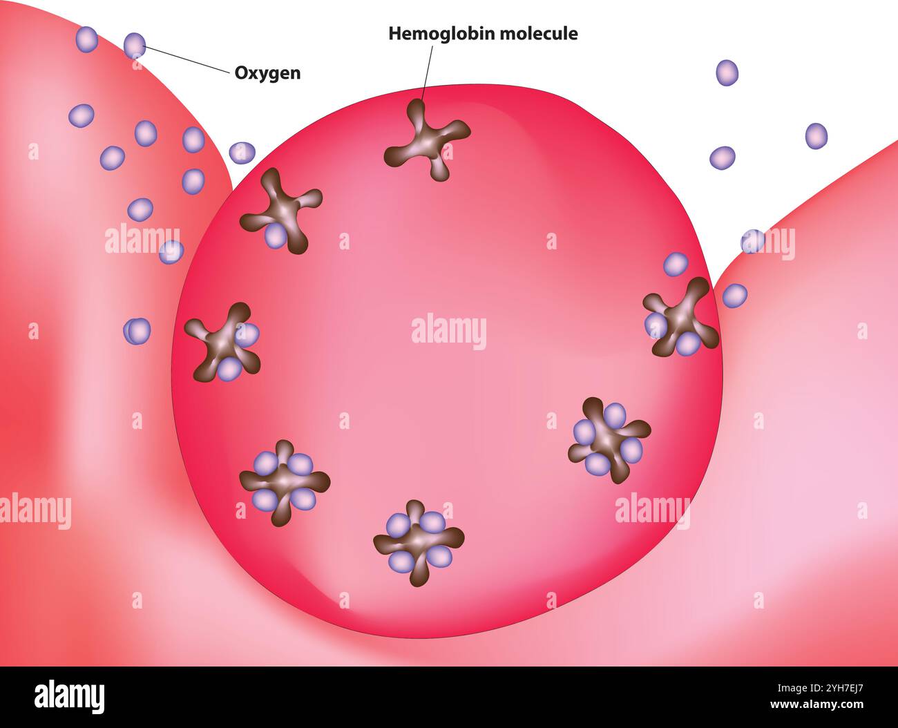 oxygène de transport de l'hémoglobine Illustration de Vecteur