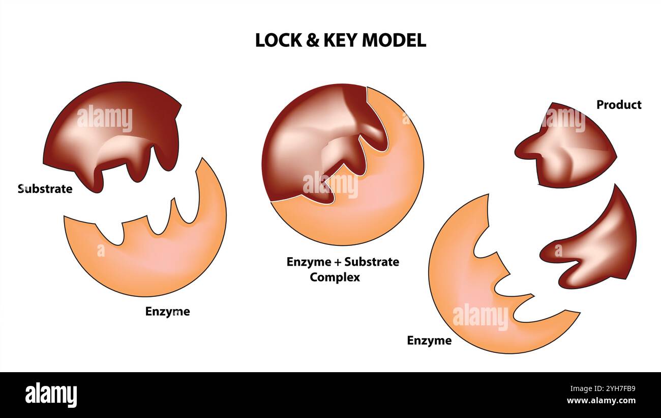 Modèle d'activité enzymatique : modèle Induced Fit d'action catalytique avec substrat et produit Illustration de Vecteur