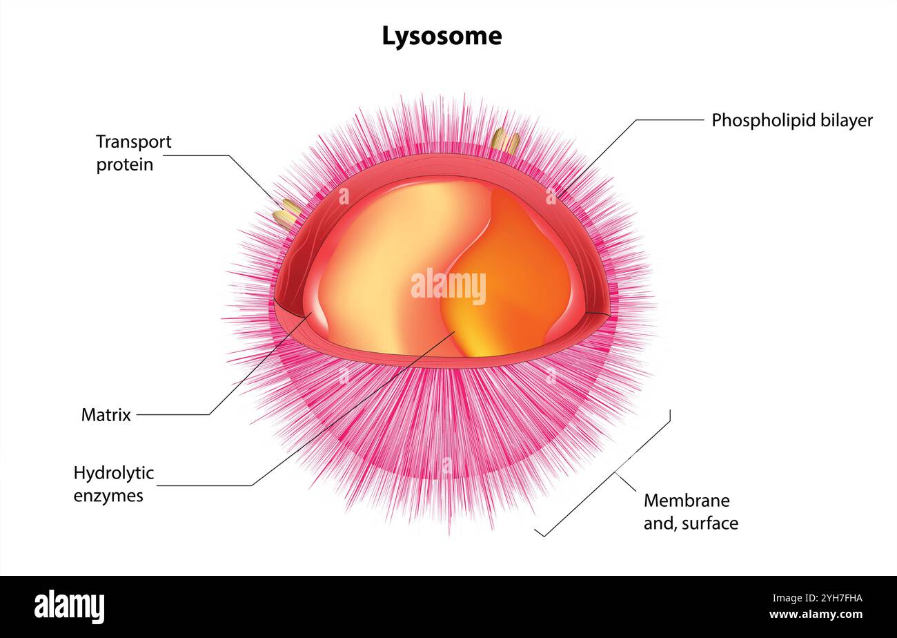 Anatomie des lysosomes. Section transversale d'un organite cellulaire. Gros plan d'une membrane bicouche lipidique, d'enzymes hydrolytiques, de protéines de transport. Autophagie. Vecteur Illustration de Vecteur