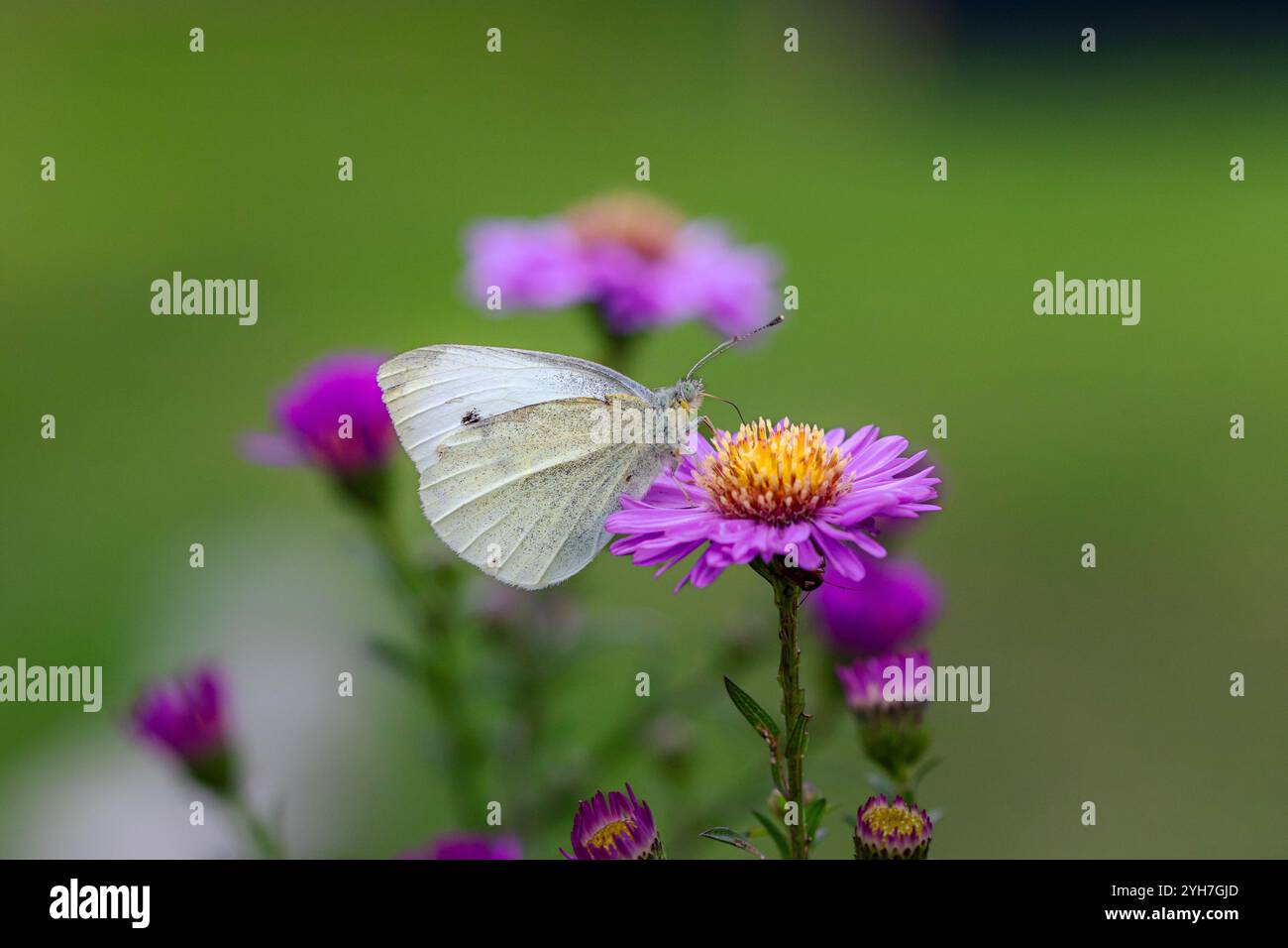 Un petit papillon blanc (Pieris rapae) sur des Marguerites Michaelmas (Aster) Banque D'Images