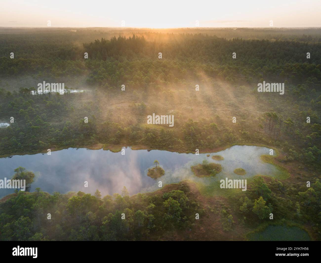 Nature estonienne, marais de Seli au lever du soleil, brouillard des lacs, vue aérienne par drone. Banque D'Images