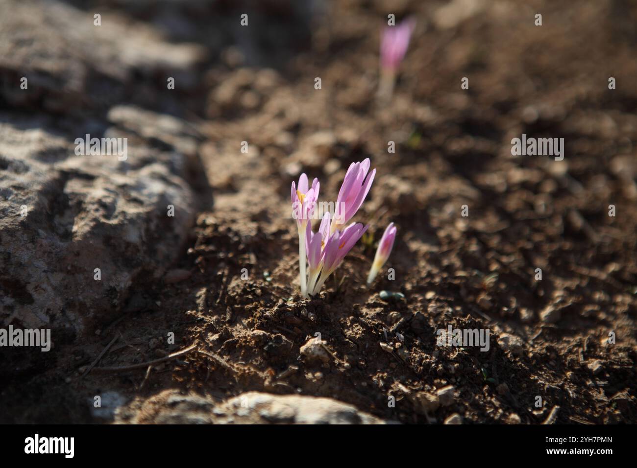 Steven's Meadow Saffron, Meadow Saffron ou Colchicum Stevenii de la famille des fleurs sauvages Colchicaceae parmi les roches, les pétales sont roses et les étamines sont jaunes. Banque D'Images