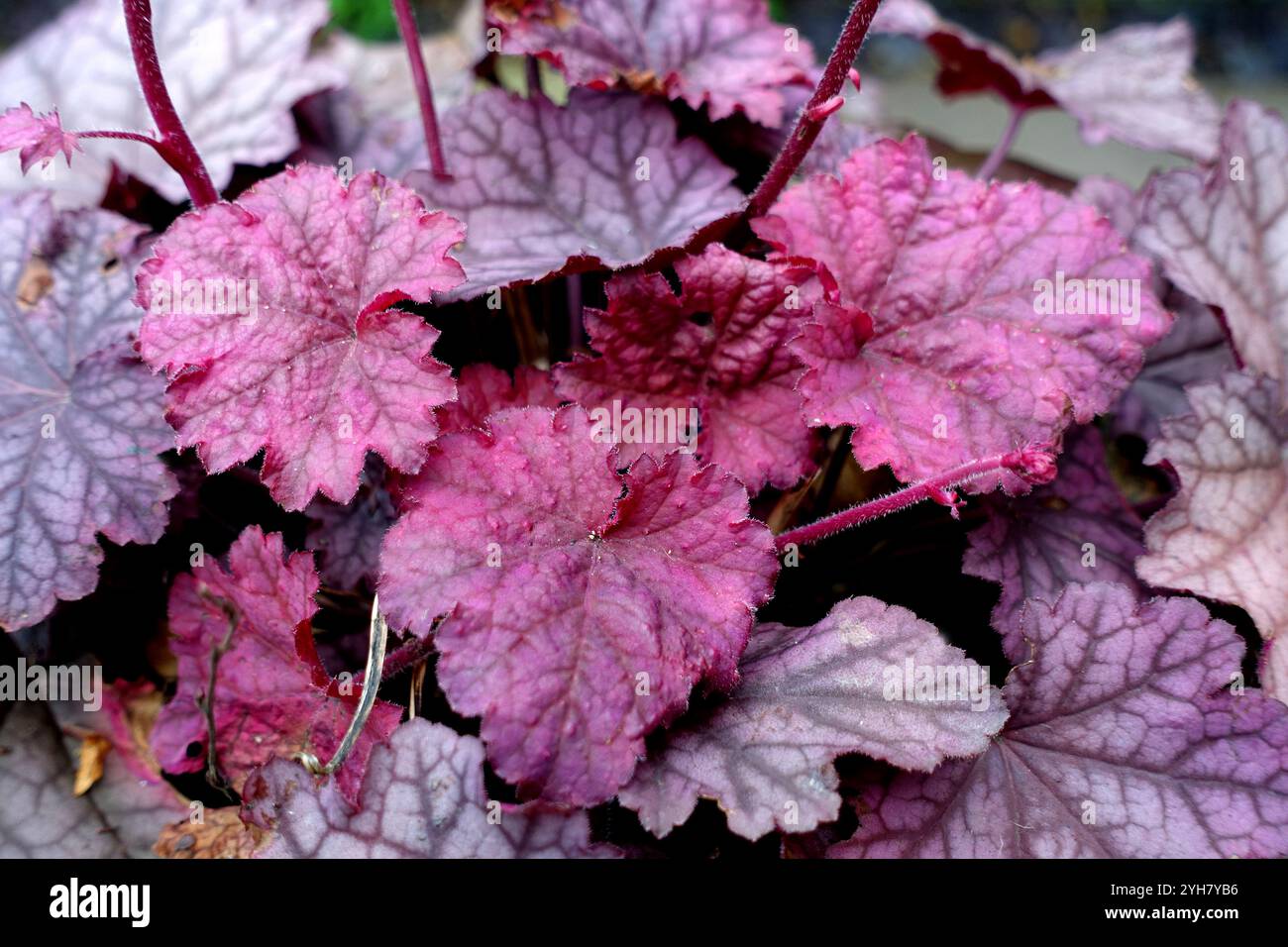 Framboise/feuillage rouge Heuchera sanguinea 'Berry Smoothie' (cloches de corail) fleurs et feuilles exposées dans un jardin de campagne anglais, Lancashire, Angleterre, Banque D'Images