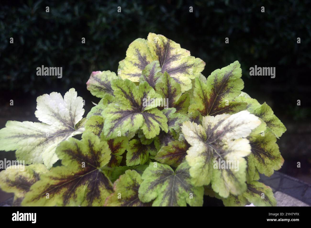 Panachée verte/rouge Heuchera sanguinea 'Golden Zebra' (cloches de corail) fleurs et feuilles exposées dans un jardin de campagne anglais, Lancashire, Angleterre, Royaume-Uni. Banque D'Images