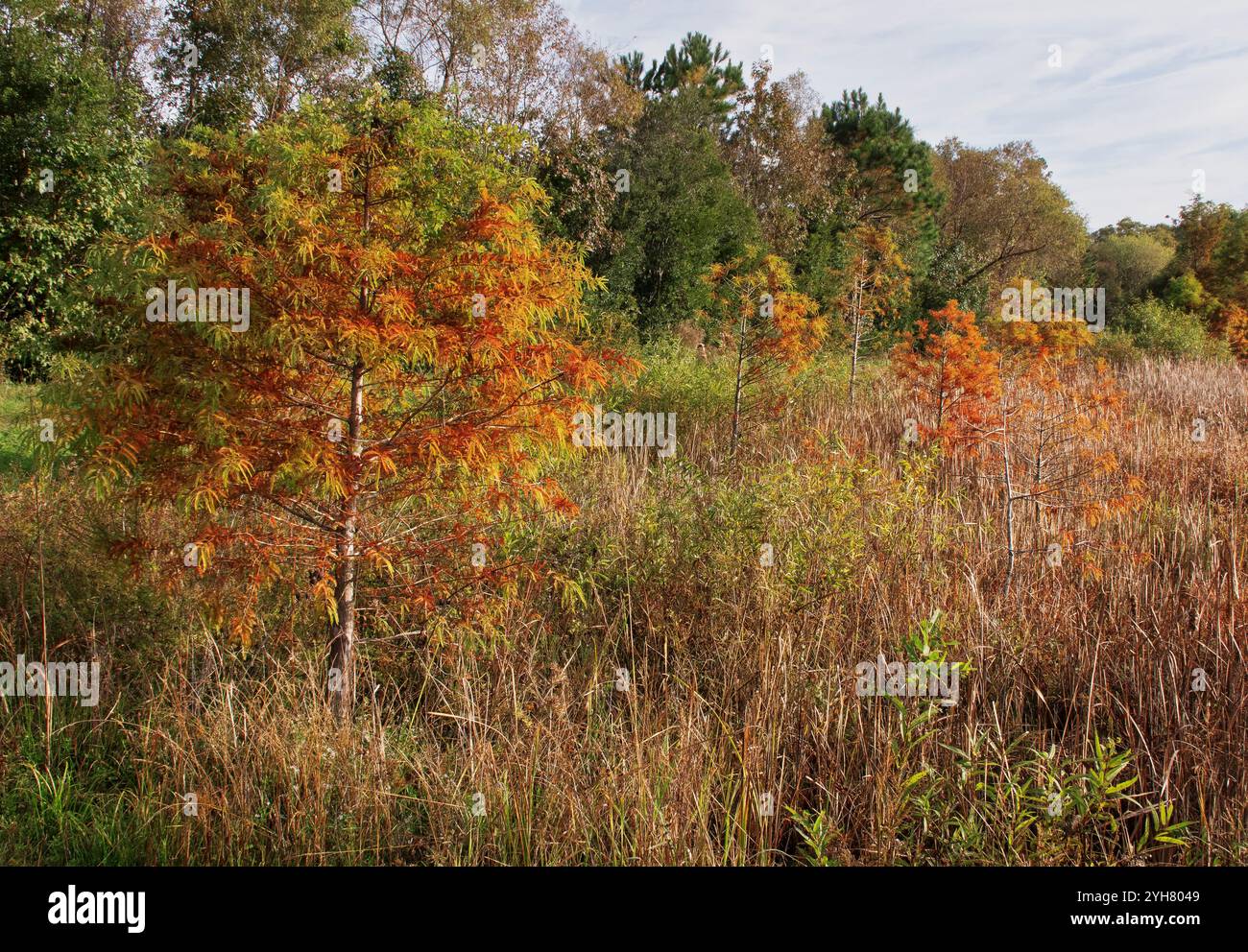 Le beau feuillage d'automne apparaît à mesure que la saison change dans les marais Jack Smith Creek à New Bern, Caroline du Nord Banque D'Images