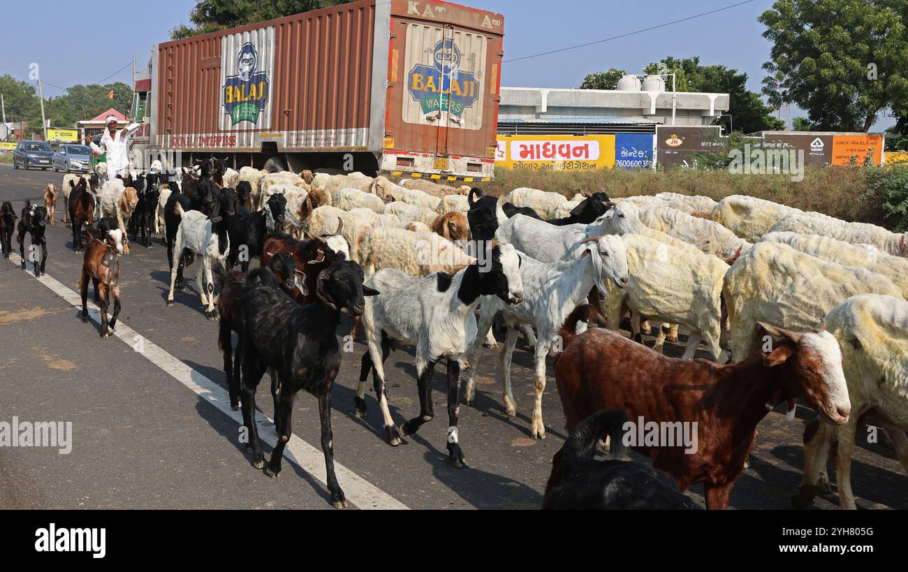 Moutons sur la route entre Rajkot et Bhavnagar dans le Gujarat, Inde Banque D'Images