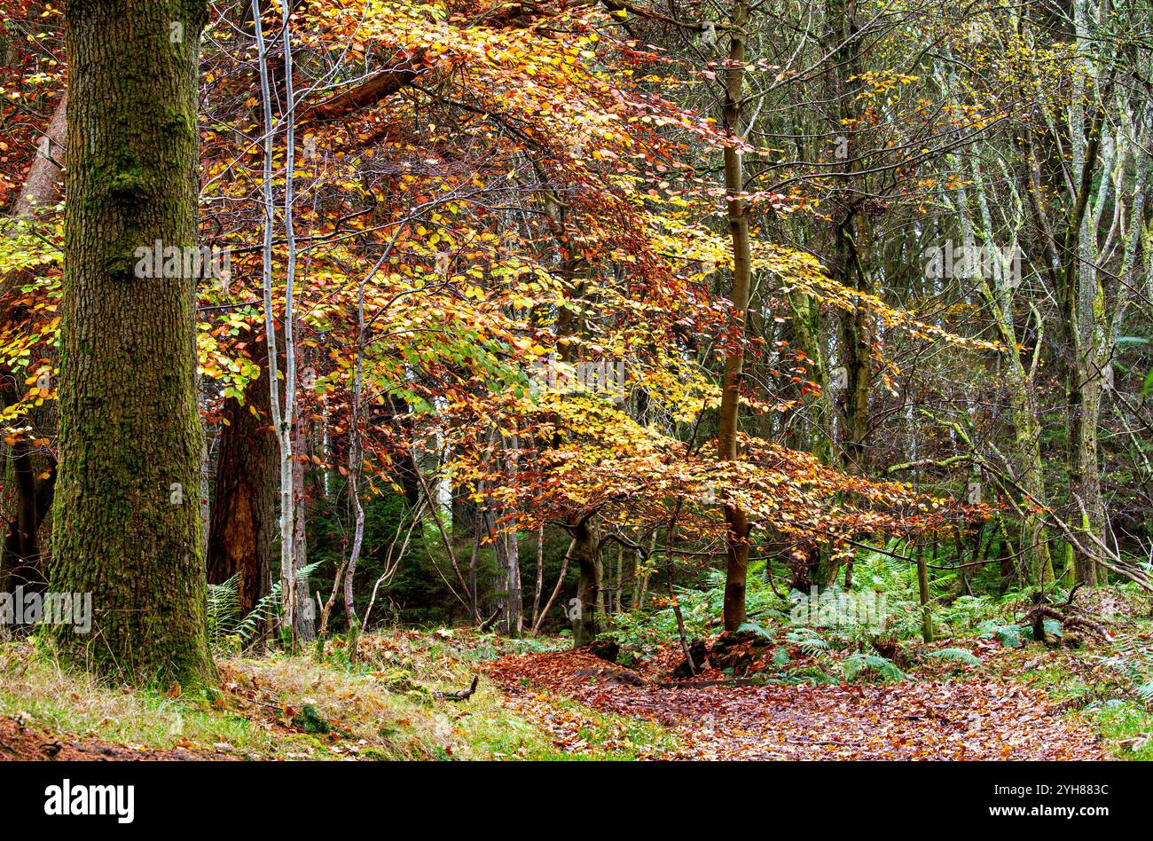 Dundee, Tayside, Écosse, Royaume-Uni. 10 novembre 2024. Météo britannique : le climat sombre et humide de l'automne renforce la splendeur naturelle de Dundee Templeton Woods. Les feuilles tombent et la couverture du sol des feuilles des arbres fait un affichage étonnant des couleurs saisonnières dans tout le bois écossais. Crédit : Dundee Photographics/Alamy Live News Banque D'Images