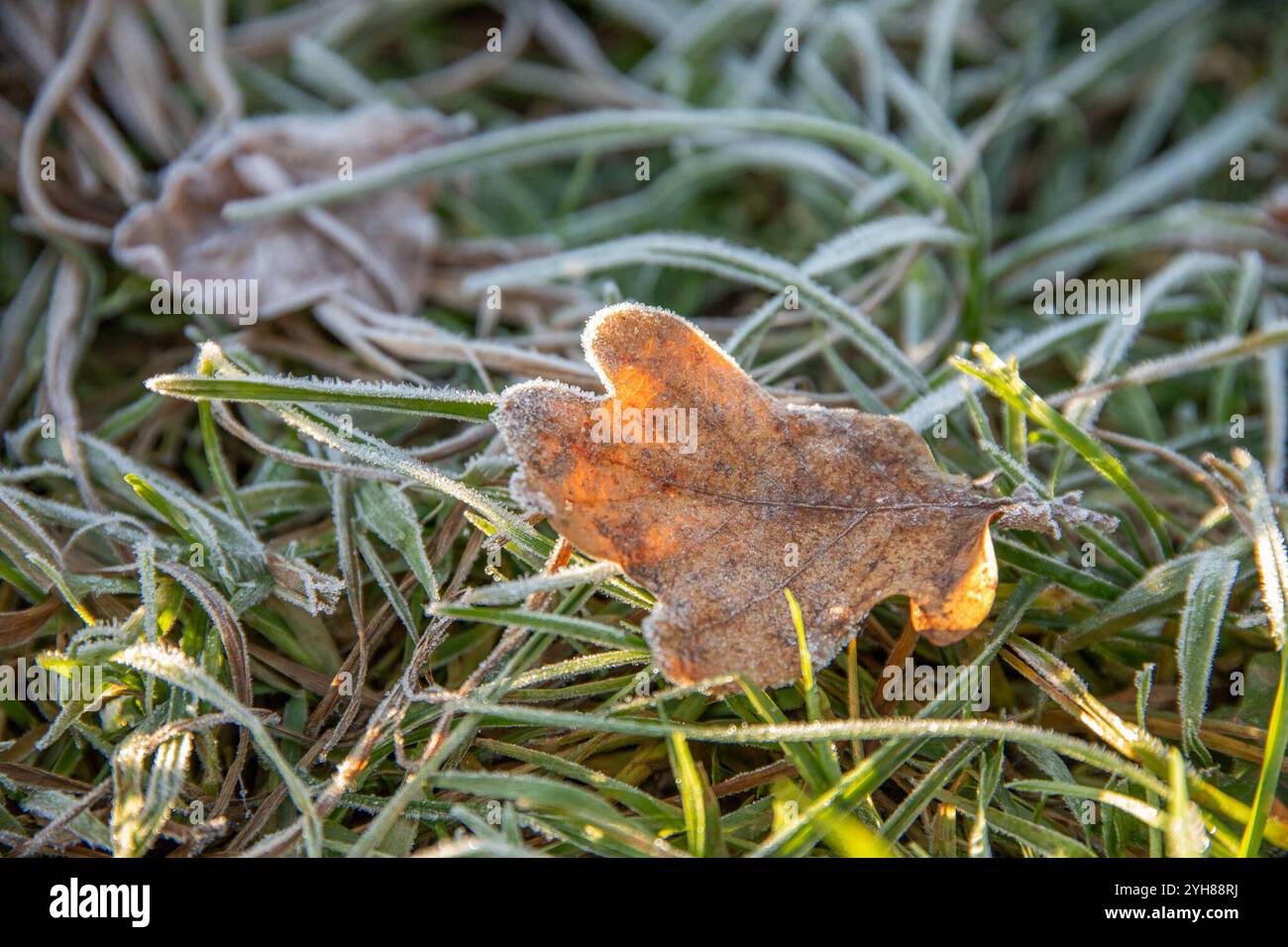 241110Invasionswetterlage News ID : en 2024-11-10-2 Traumwetter im Erzgebirge Spätherbst anstatt Vorwinter Zwönitz. Derzeit ist das Wetter in Sachsen zweigeteilt. während viele in Sachsen, gerade im Flachland, von einer teilweisen dicken Nebelsuppe und kühlen, einstelligen Temperaturen vorliebnehmen müssen, sticht das Erzgebirge mit seinem Gebirge heraus. Hier herrschte an diesem Wochenende noch einmal Spätherbst feel mit zweistelligen Plusgraden. Viele zog es deshalb in die Natur. Rund um Zwönitz fanden sich zum Beispiel viele Spaziergänger auf dem Ziegenberg . Auch der eine oder andere Mo Banque D'Images