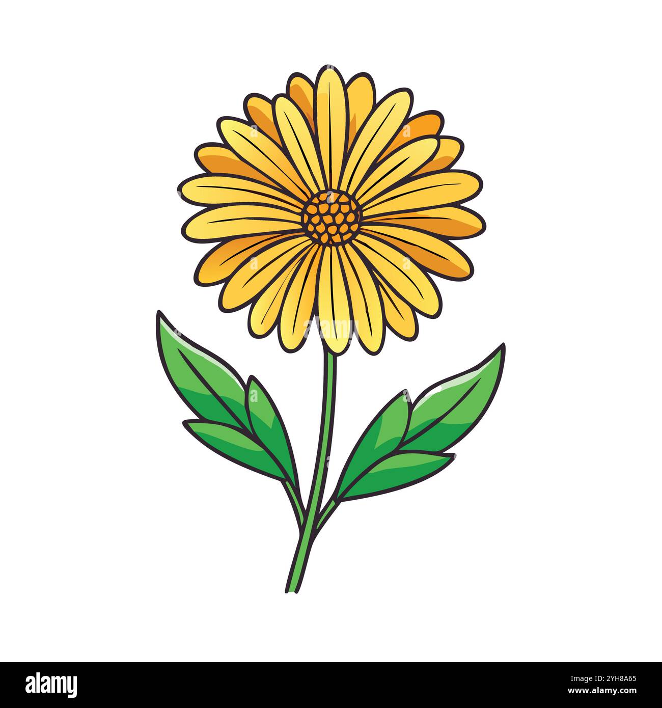 illustration vectorielle d'une fleur de calendula, pour des motifs floraux, botaniques et des projets sur le thème de la nature. vecteur de fleur. Illustration de Vecteur