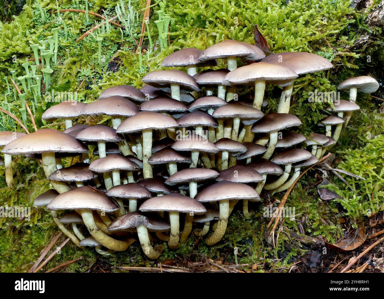 Touffe de soufre (Hypholoma fasciculare). Photo de la forêt du Palatinat, dans le sud de l'Allemagne, en octobre. Banque D'Images