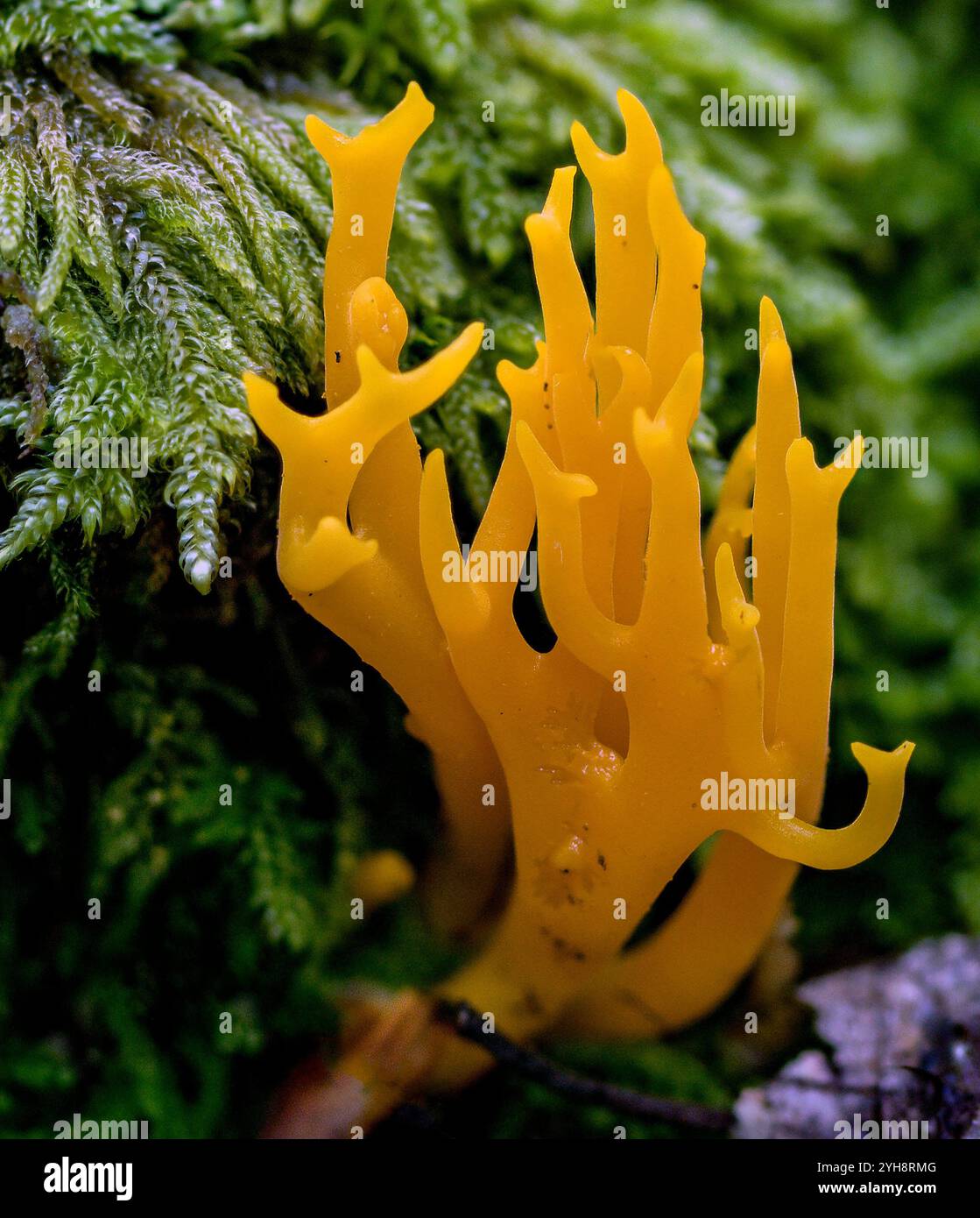 Stagshorn jaune (Cladocera viscosa) de la forêt du Palatinat (Rhénanie-Palatinat), dans le sud de l'Allemagne en octobre. Banque D'Images