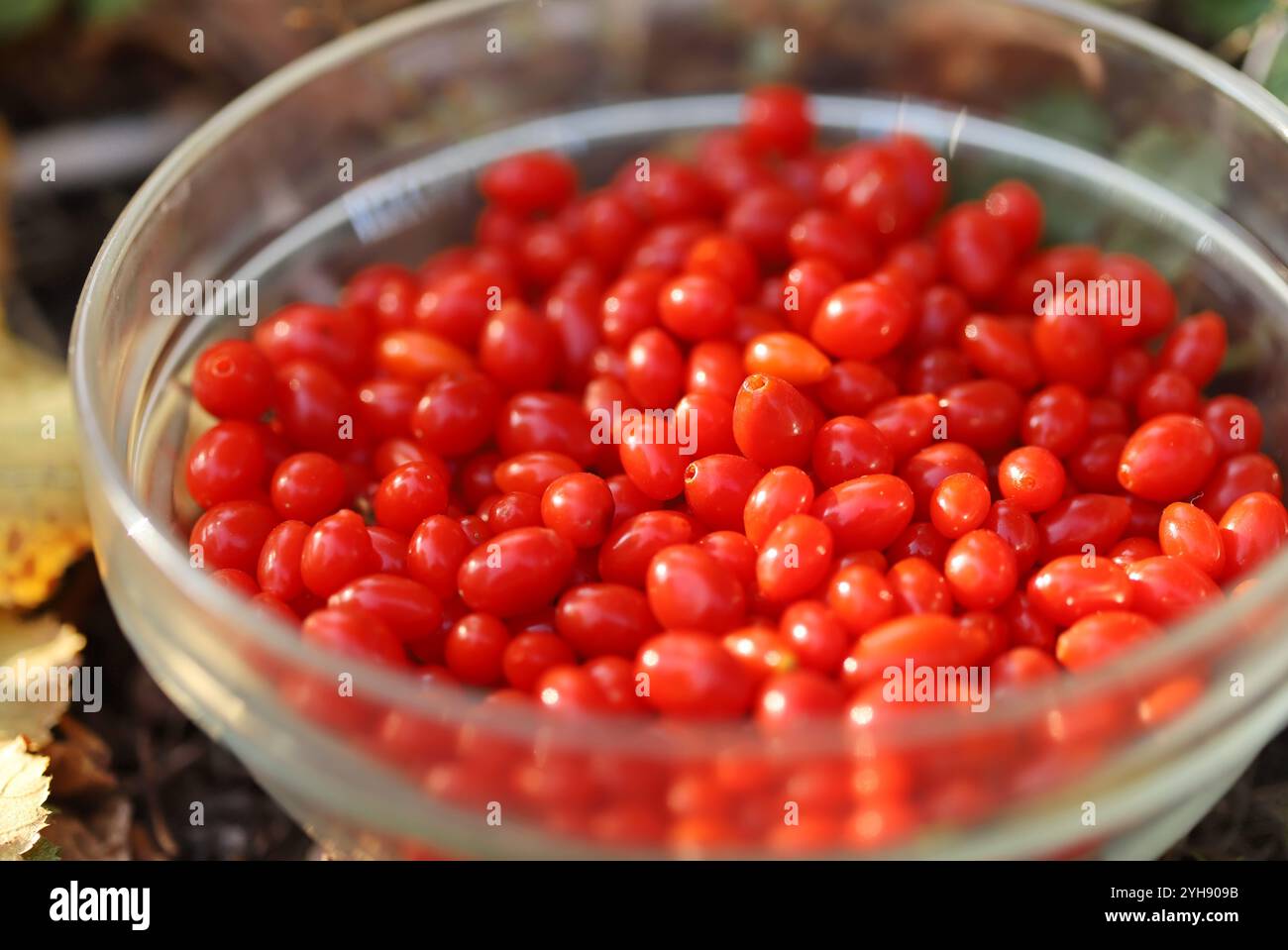 Baies de goji rouges dans un bol en verre Banque D'Images
