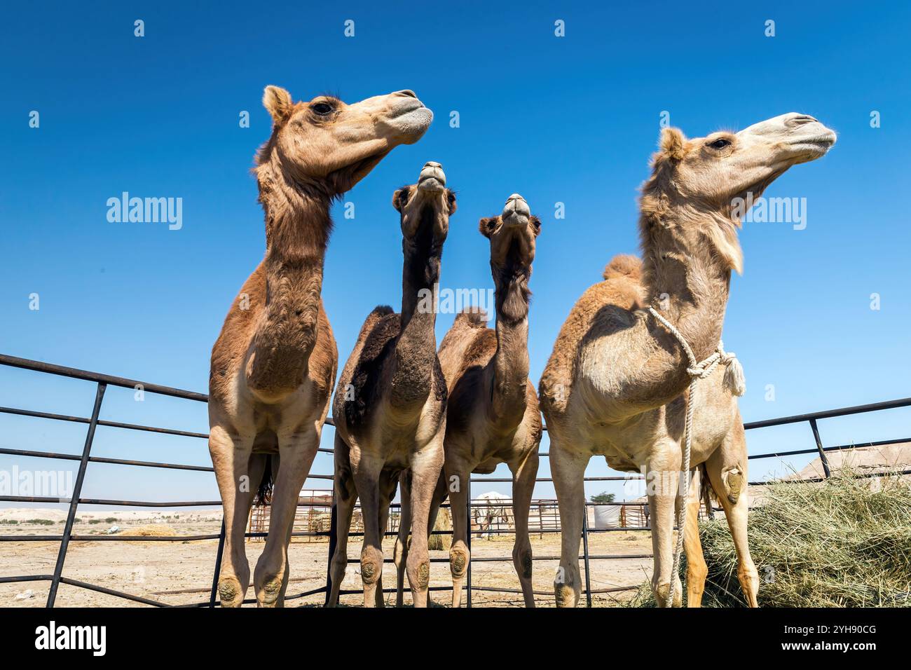 Chameaux reposant sous les vastes cieux du désert d'Al-Sarar, Arabie Saoudite. Banque D'Images