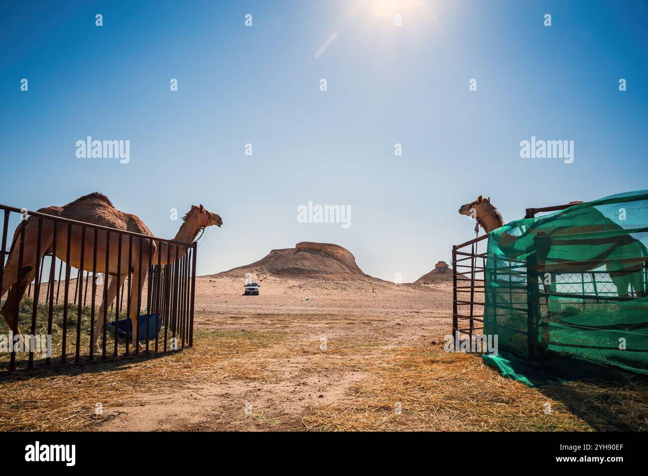 Deux chameaux se prélassant dans le sable chaud du désert d'Al-Sarar, Arabie Saoudite. Banque D'Images