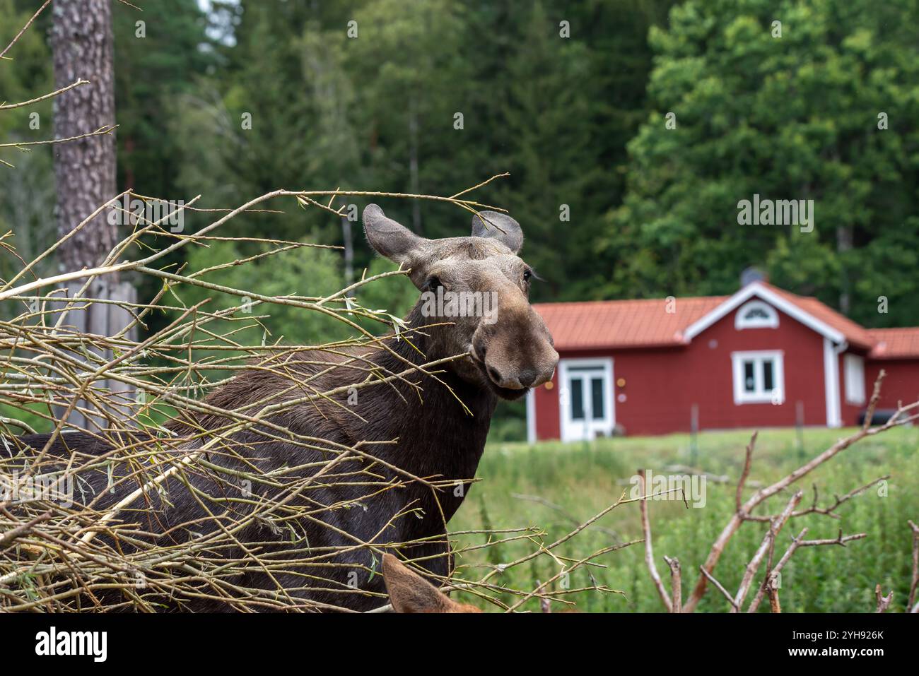 Un orignal se dresse curieusement au milieu de hautes herbes et de branches, entouré d'une verdure vibrante et d'une cabane rouge rustique sous un ciel clair dans un été paisible Banque D'Images