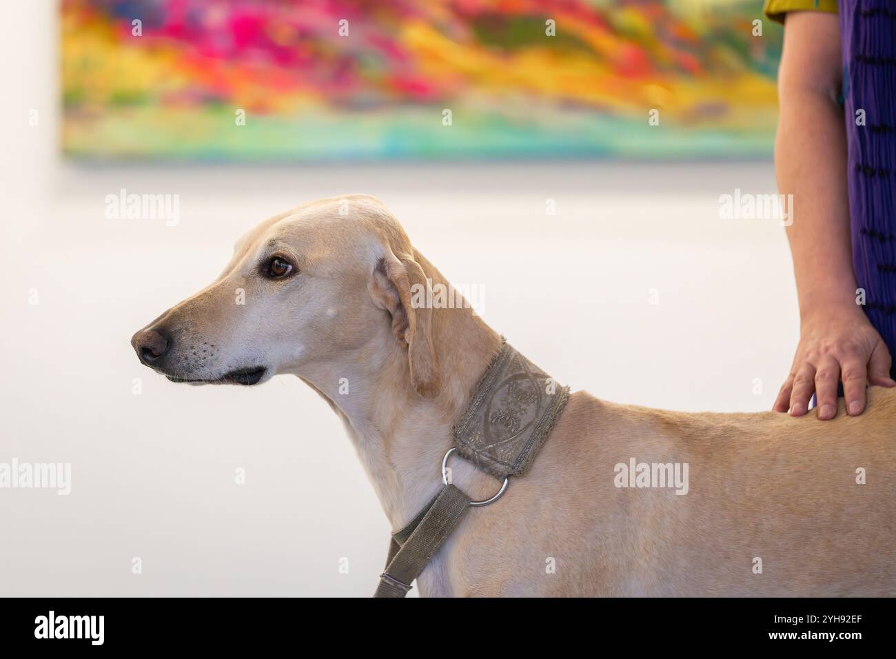 lévrier arabe (sloughi) avec propriétaire. Portrait d'un élégant chien courant arabe de sable Sloughi, fond intérieur de la chambre. Banque D'Images