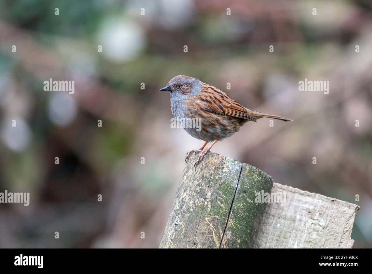 Dunnock ; Prunella modularis ; Royaume-Uni Banque D'Images