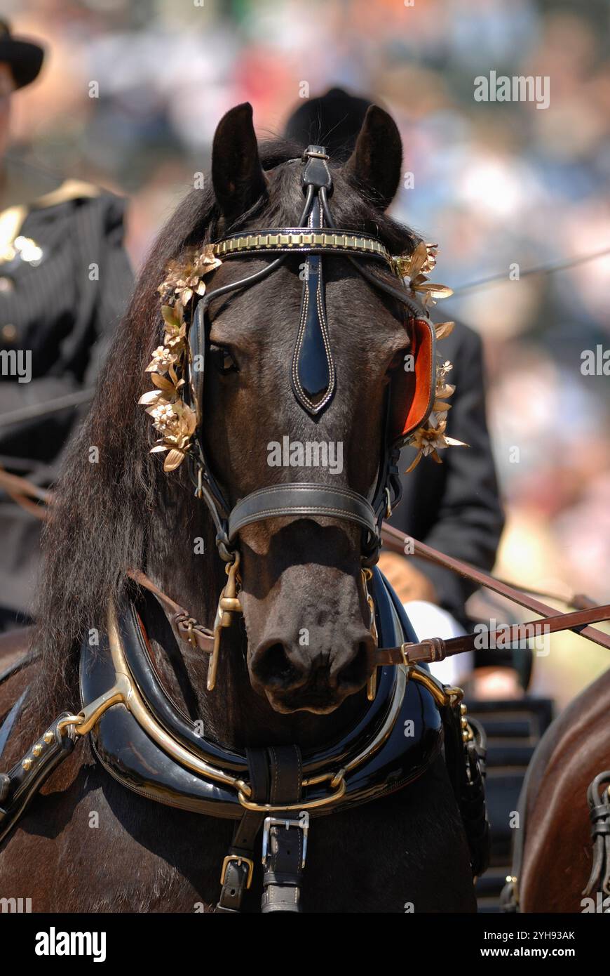 photo de tête ou portrait d'un cheval frison dans un harnais de conduite tirant un chariot oreilles vers l'avant portrait équin vertical de l'espace de type frison pur Banque D'Images