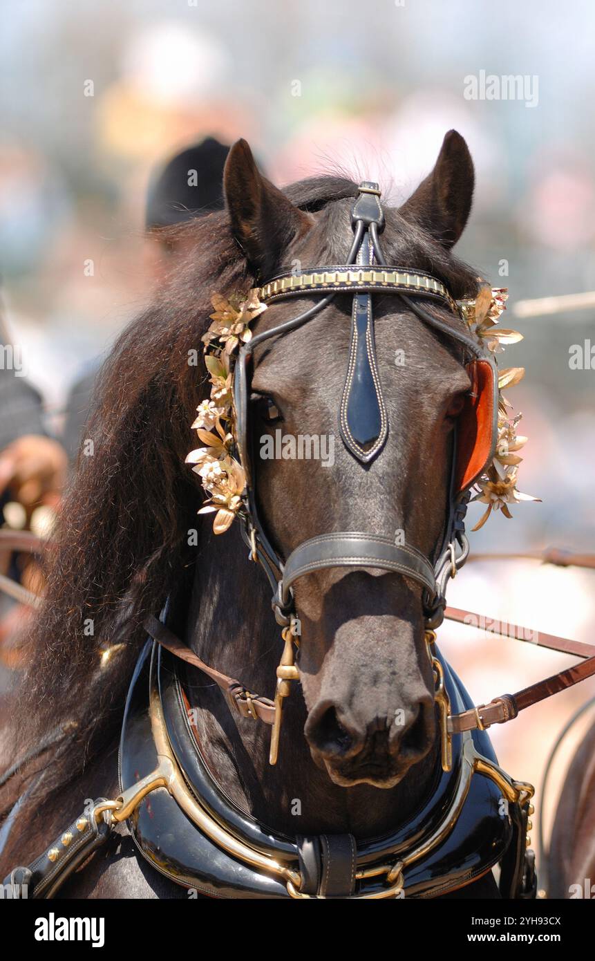 photo de tête ou portrait d'un cheval frison dans un harnais de conduite tirant un chariot oreilles vers l'avant portrait équin vertical de l'espace de type frison pur Banque D'Images