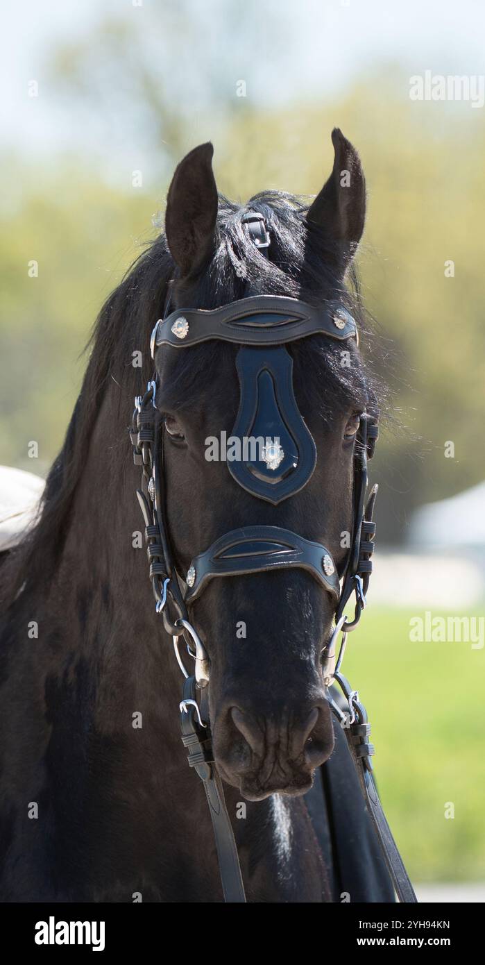 photo de tête ou portrait d'un cheval frison dans un harnais de conduite tirant un chariot oreilles vers l'avant portrait équin vertical de l'espace de type frison pur Banque D'Images