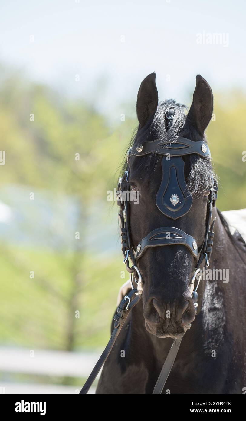 photo de tête ou portrait d'un cheval frison dans un harnais de conduite tirant un chariot oreilles vers l'avant portrait équin vertical de l'espace de type frison pur Banque D'Images
