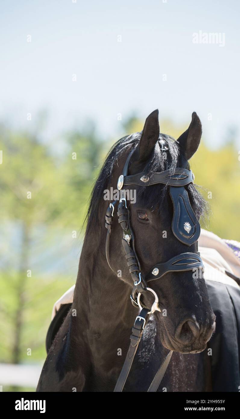 photo de tête ou portrait d'un cheval frison dans un harnais de conduite tirant un chariot oreilles vers l'avant portrait équin vertical de l'espace de type frison pur Banque D'Images