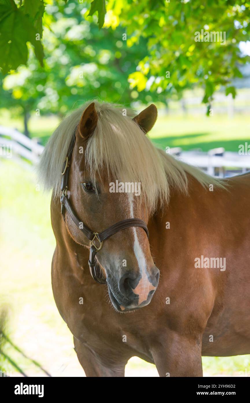 portrait vertical ou photo de tête d'un cheval haflinger de race pure avec un long blason blanc maigre comme marquage facial et un gros avant-verrou de lin et rose crinière Banque D'Images