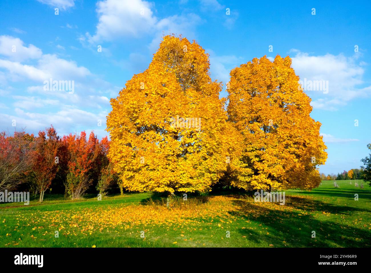 Norvège érables Acer platanoides, Sunny Day Sun, Météo jaune automne octobre automne arbres jaunes Banque D'Images