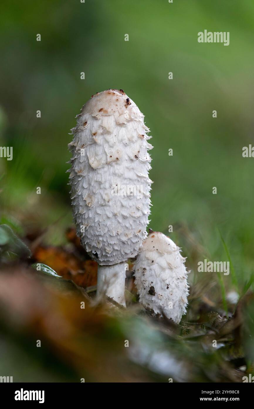 Cap d'encre hirsute, Coprinus comatus, UK Banque D'Images