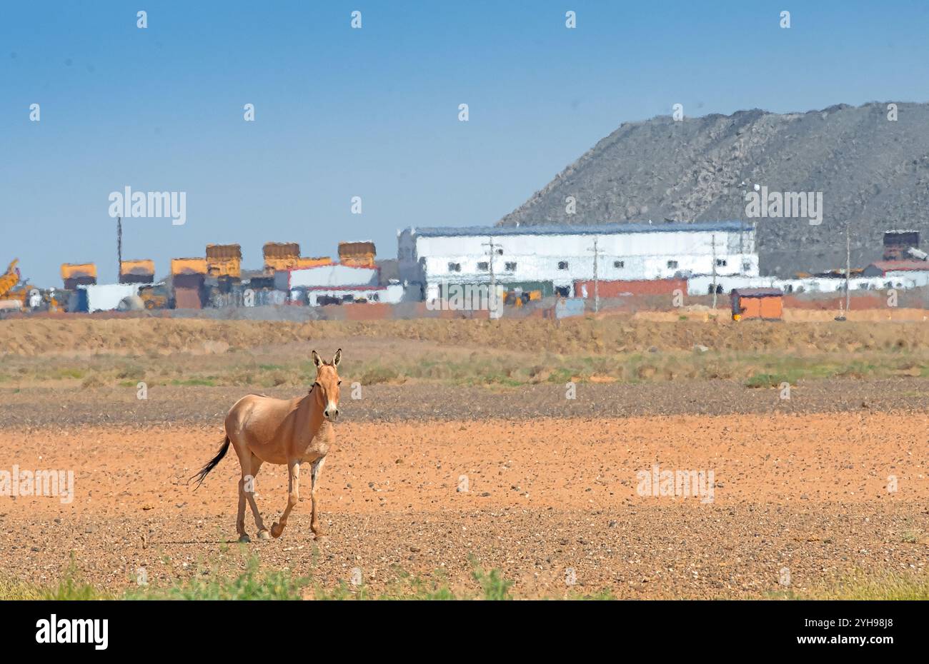 Khulan (Equus hemionus) devant une mine dans le sud de Gobi, Mongolie Banque D'Images