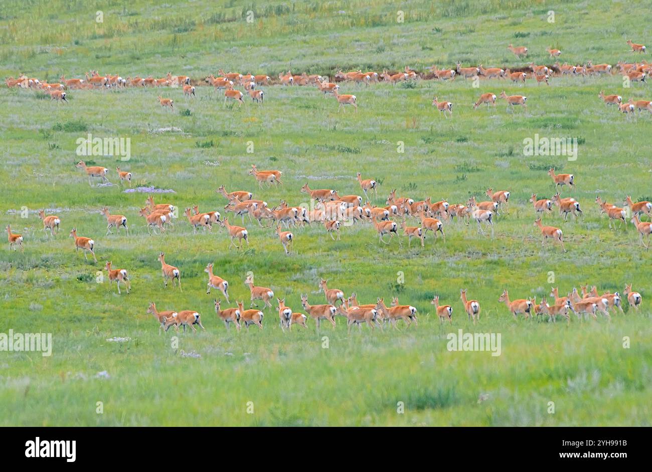 Troupeaux de gazelle mongole dans l'habitat steppique de Mongolie Banque D'Images