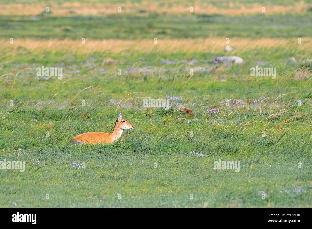Gazelle mongole (Procapra gutturosa) du parc national de Hustai, Mongolie Banque D'Images