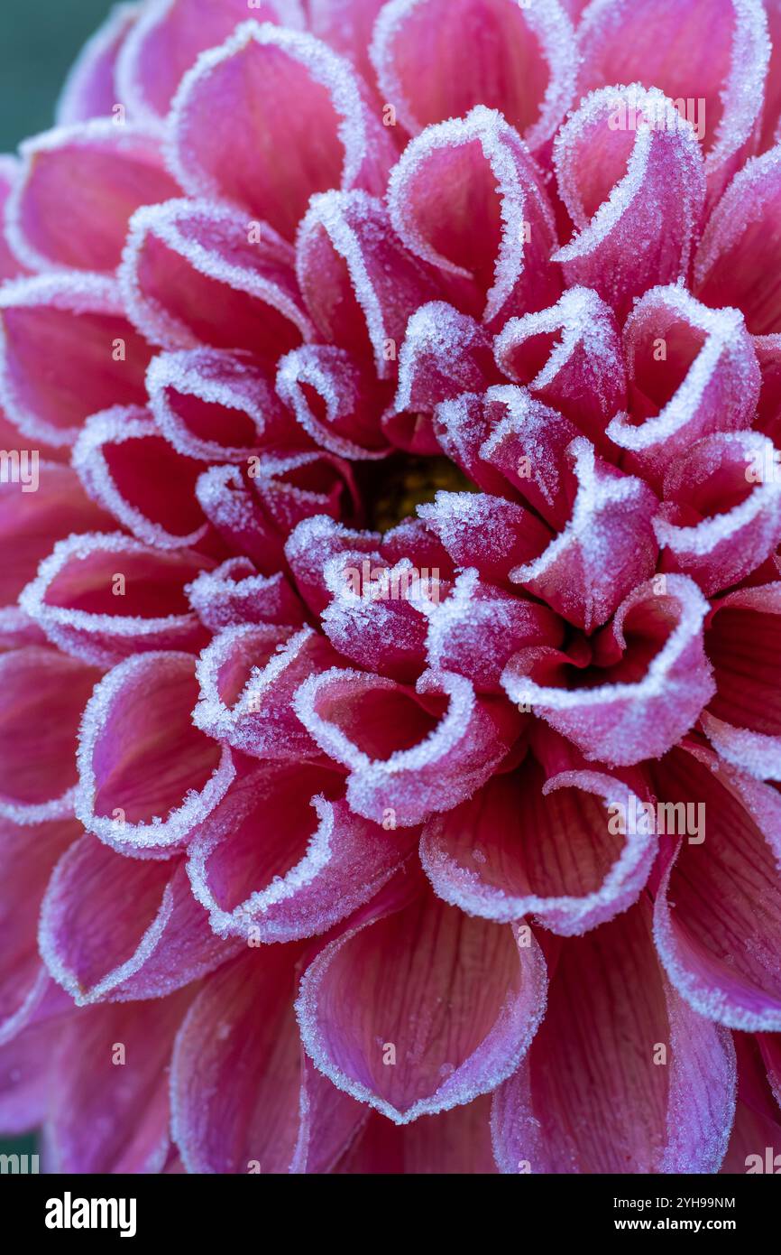 Premier gel d'automne dans le jardin. Fleur de dahlia rose recouverte de cristaux de glace après avoir tué le premier gel de la saison. Fleur gelée en gros plan. Banque D'Images