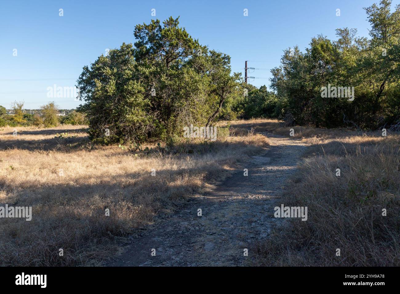 Végétation à Brushy Creek Regional Trail, Cedar Park, Texas, États-Unis Banque D'Images