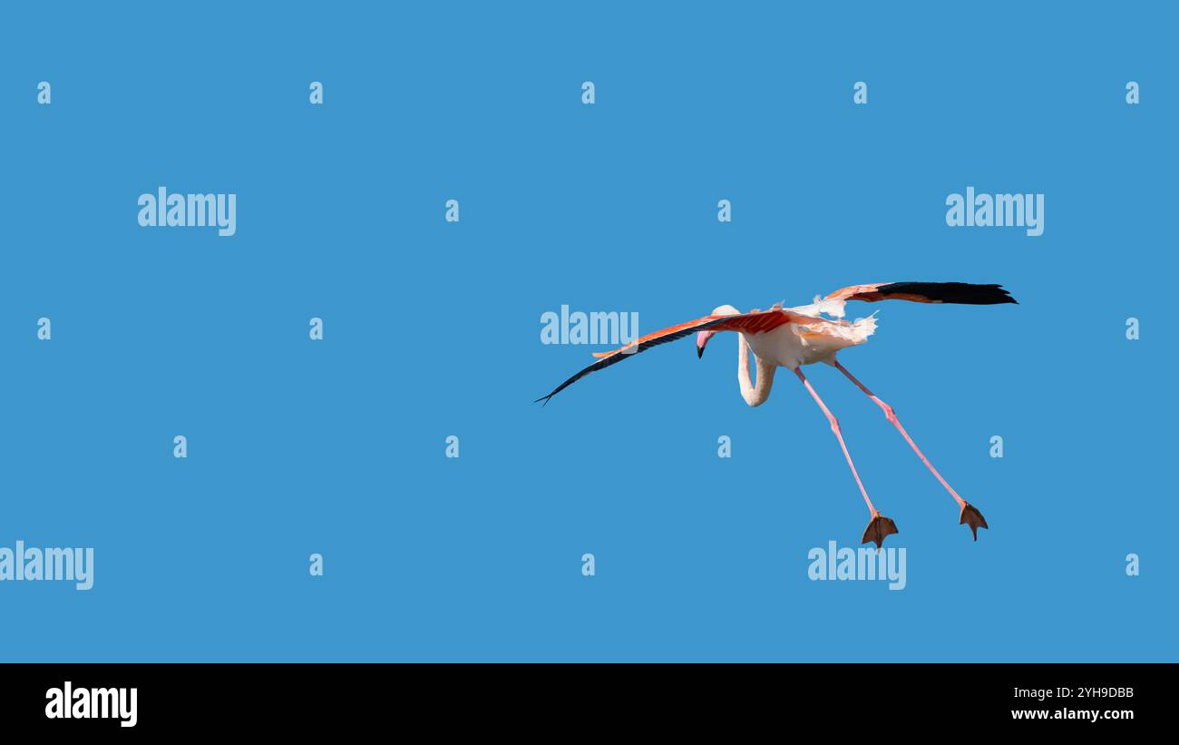 Drôle d'image minimaliste d'un flamant rose volant (Phoenicopteridae) sur le point d'atterrir, ciel bleu, règle des tiers, minimalisme, espace de copie, espace négatif Banque D'Images