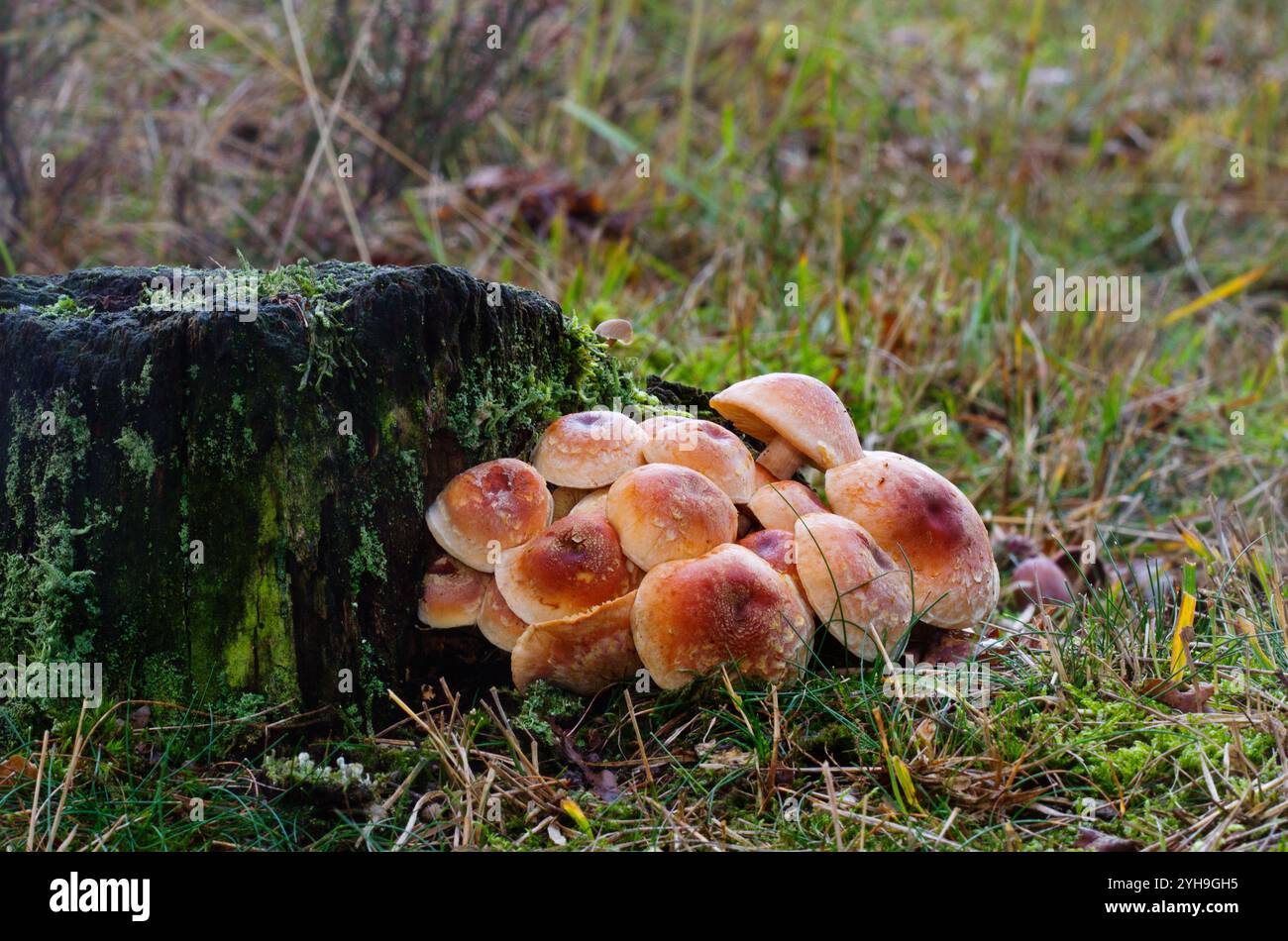 Grappe de champignons à chapeau de brique sur souche d'arbre pourrie Banque D'Images