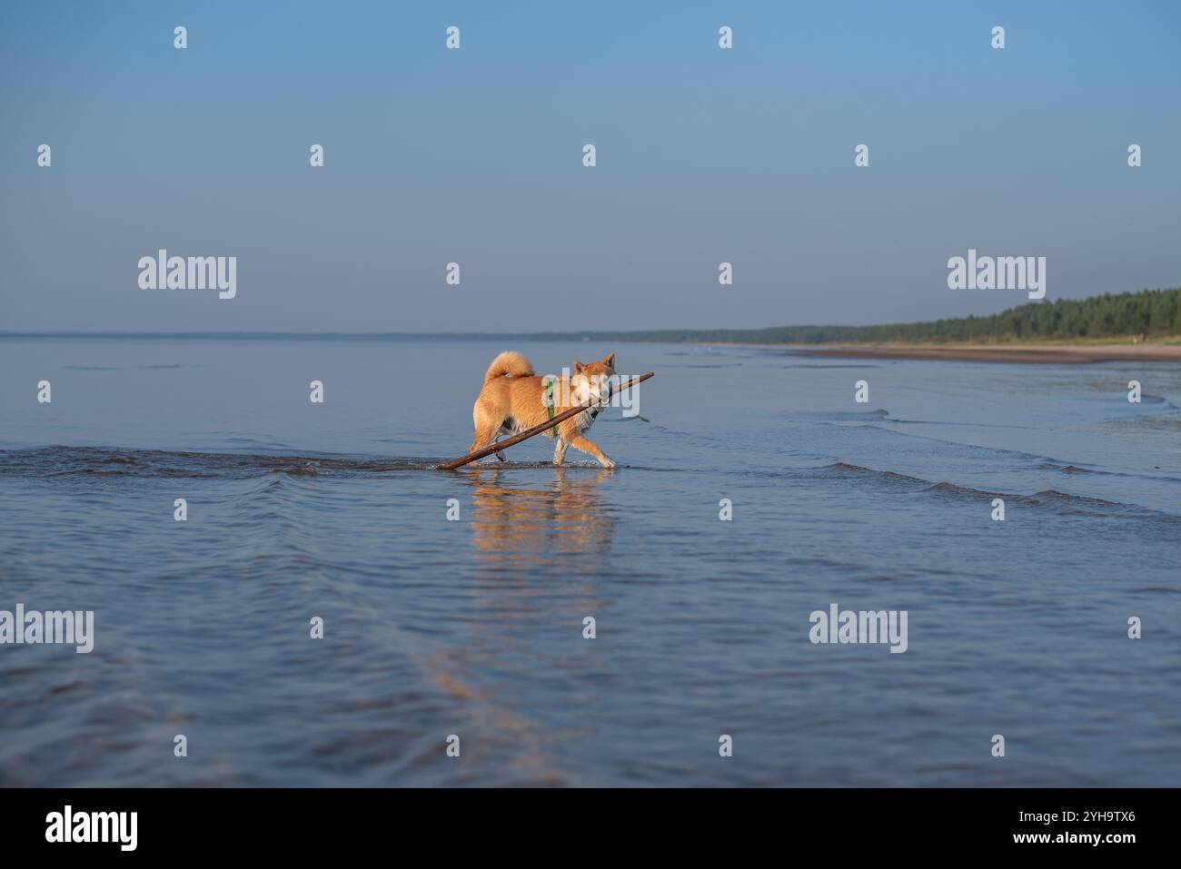 Shiba inu chien court sur l'eau de la mer Baltique avec un bâton en bois dans une bouche Banque D'Images
