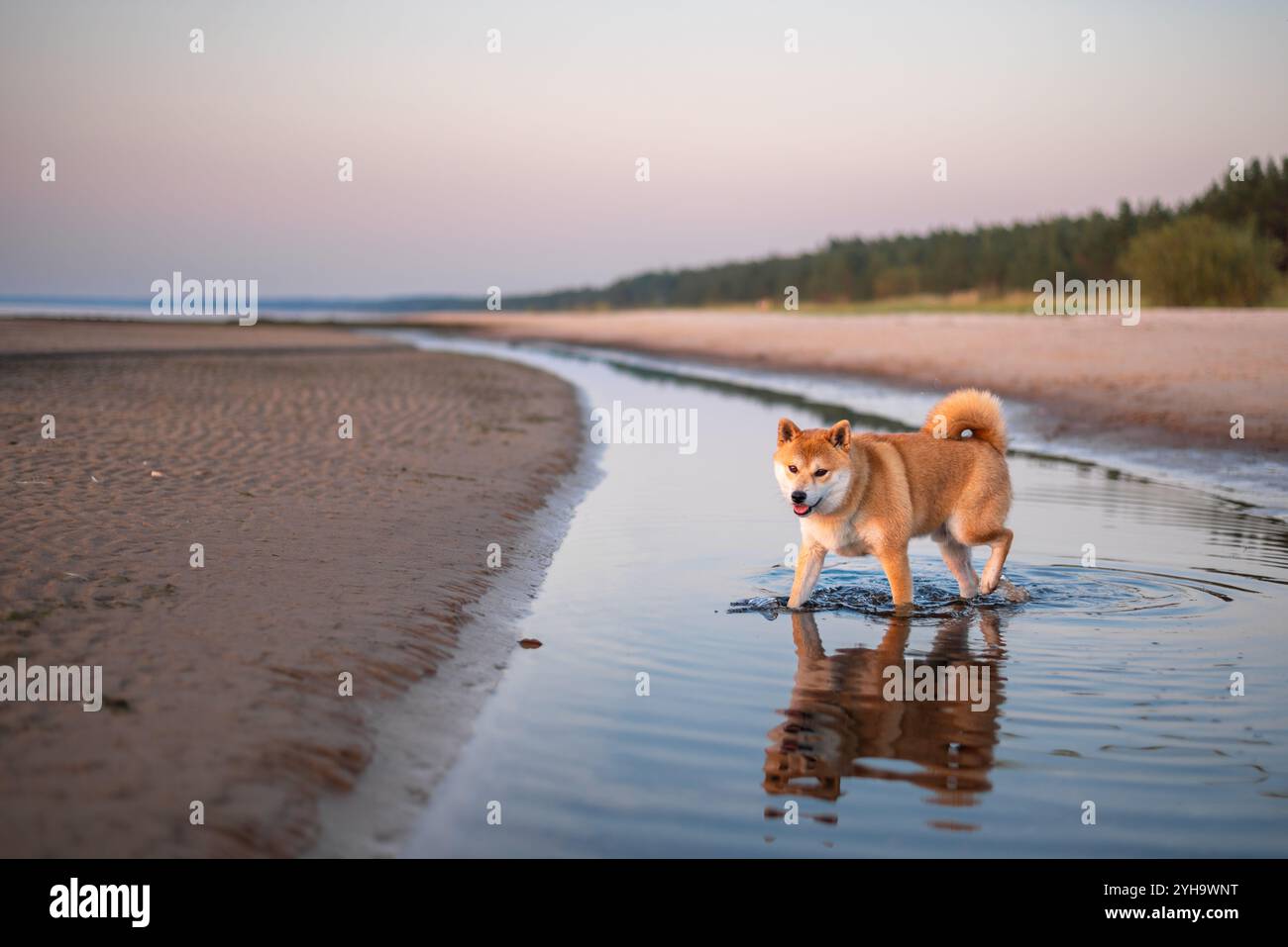 Le chien rouge shiba inu marche sur la plage de la mer Baltique pendant le coucher du soleil Banque D'Images