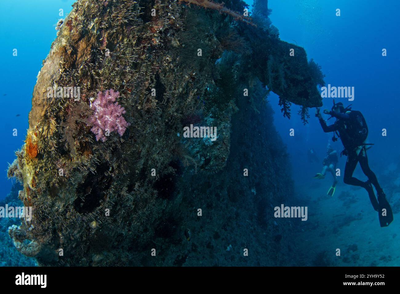 Corail Dendronephthya hemprichi sur la crique en Egypte mer peu profonde. Coraux mous pendant la plongée en mer Rouge. Vie marine abondante sur le récif corallien. Banque D'Images