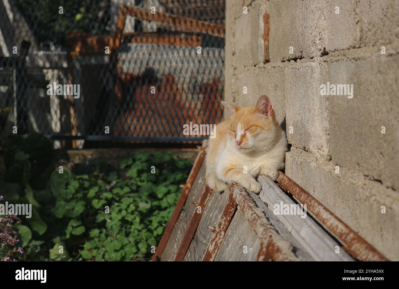 Chat mignon Banque D'Images
