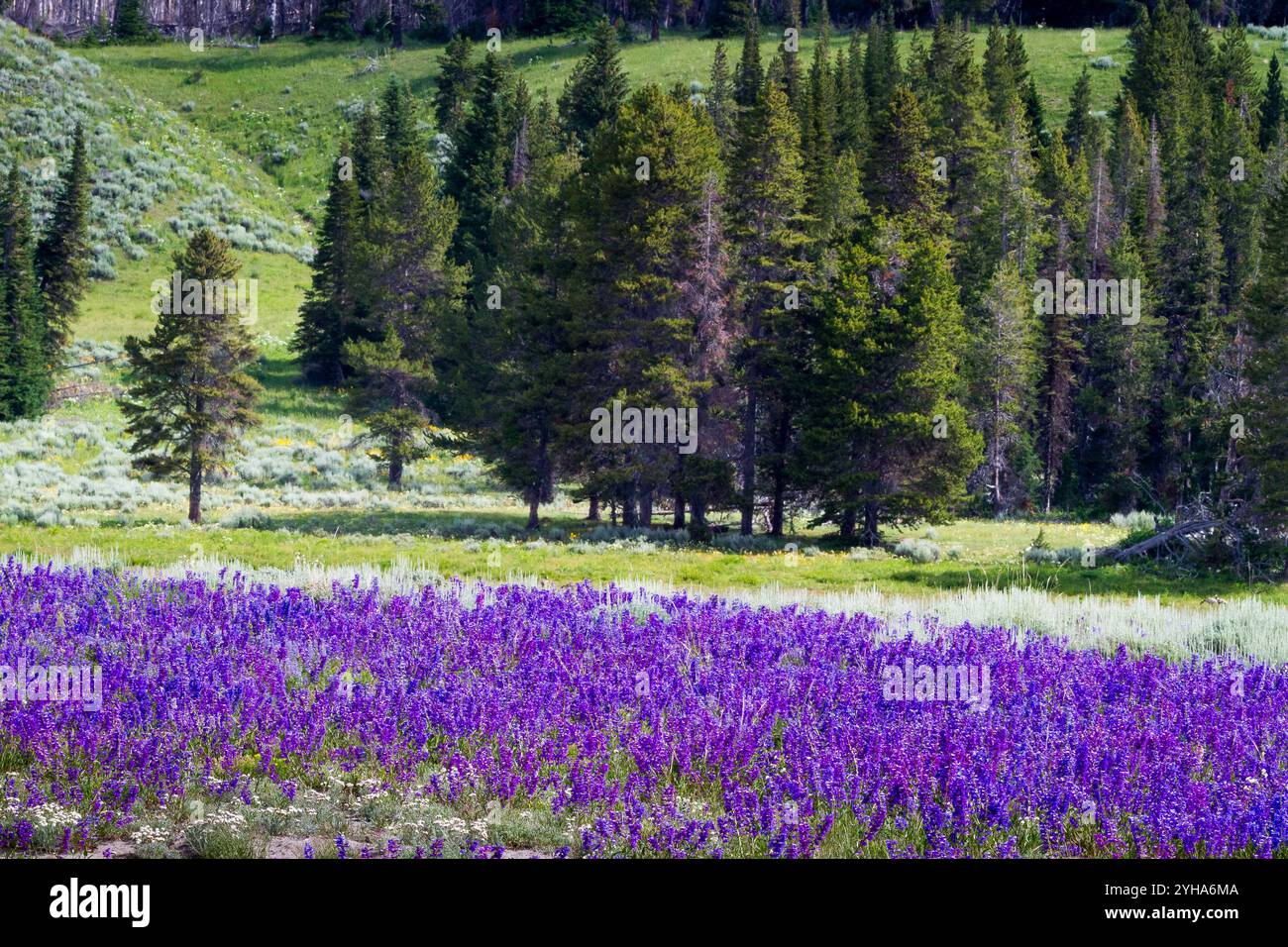 Une couverture de fleurs sauvages larkspur couvre un champ ouvert dans le parc national de Yellowstone, Wyoming. Banque D'Images