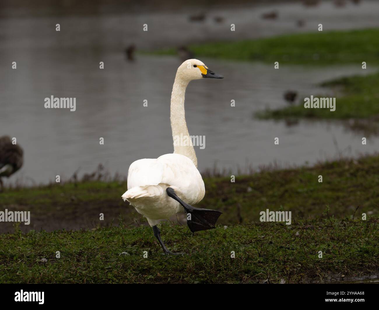 Bewick Cygne à la WWT de Slimbridge dans le Gloucestershire, un visiteur hivernal régulier de Sibérie. [cygnus columbianus bewickii] Banque D'Images