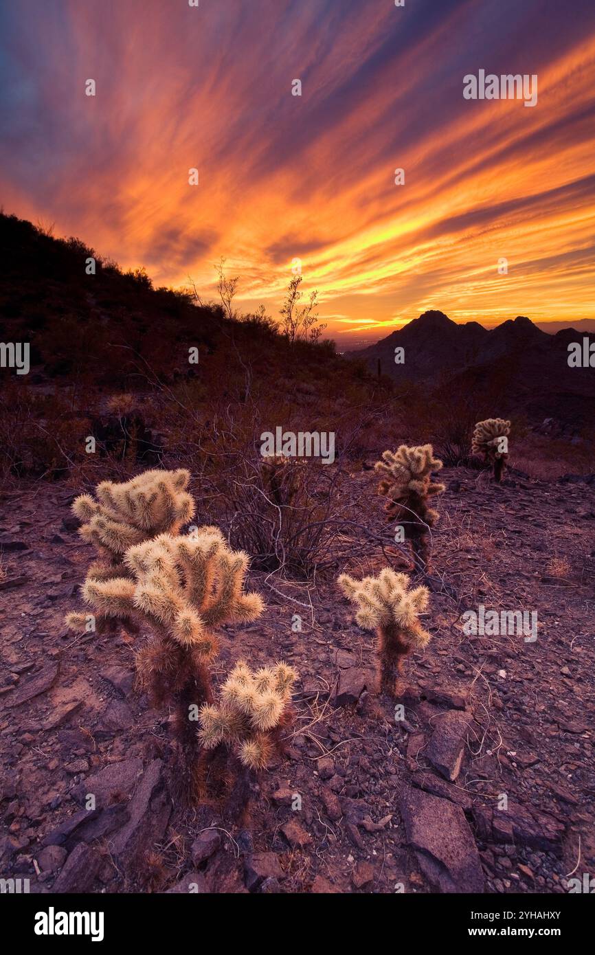 Un coucher de soleil ardent illuminant le ciel au-dessus d'un groupe de cactus cholla le long du Two bit Peak Trail. Phoenix Mountains Preserve, Arizona Banque D'Images