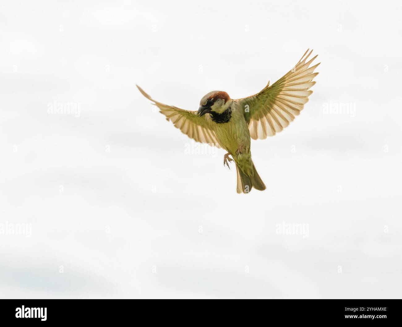 Male House moineau en vol avec fond de ciel nuageux Banque D'Images