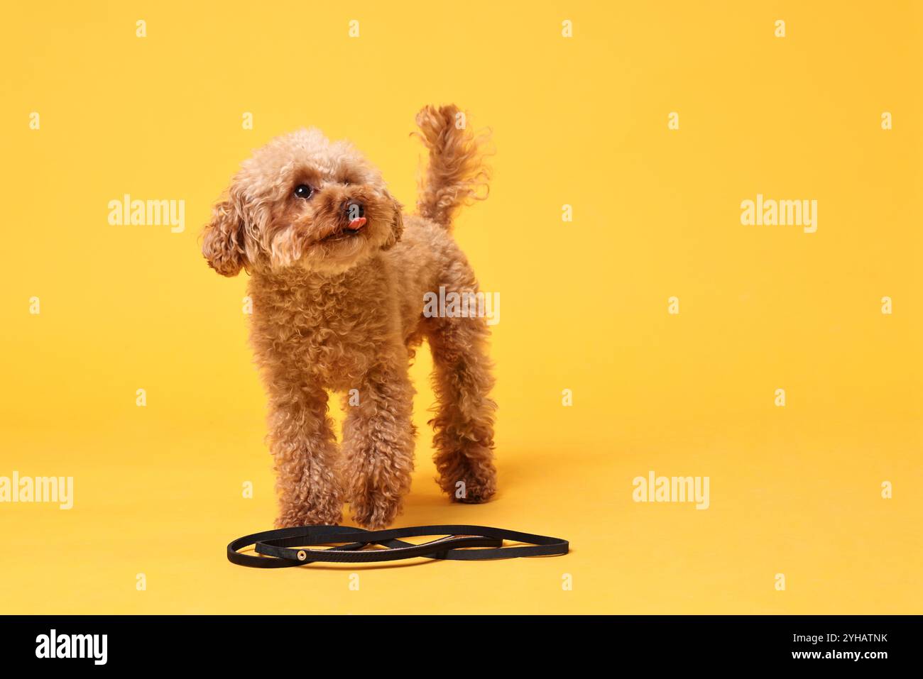 Marcher avec le chien. Mignon Maltipoo avec laisse sur fond orange, espace pour le texte Banque D'Images